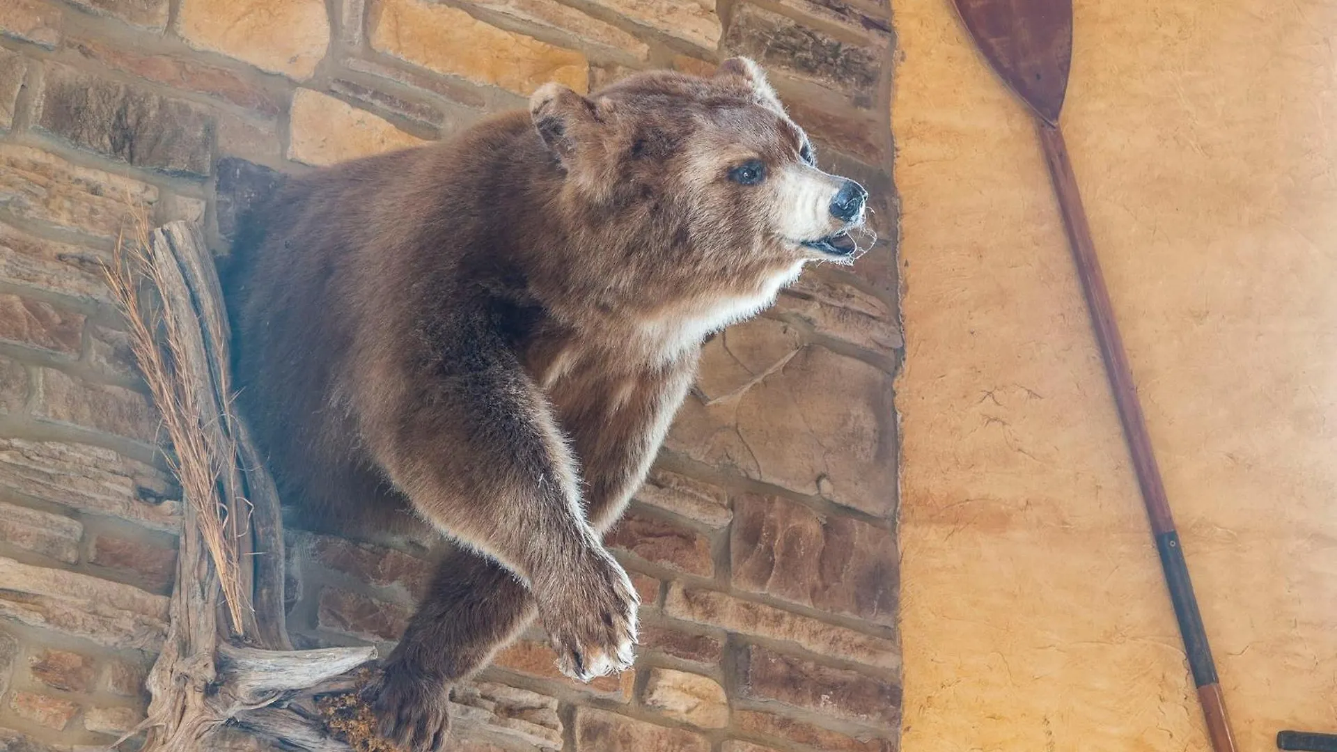 Grin Bear It Branson